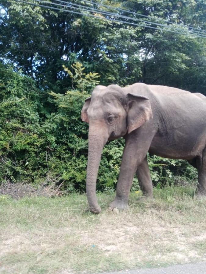 Sigiriya Village Home Stay 外观 照片