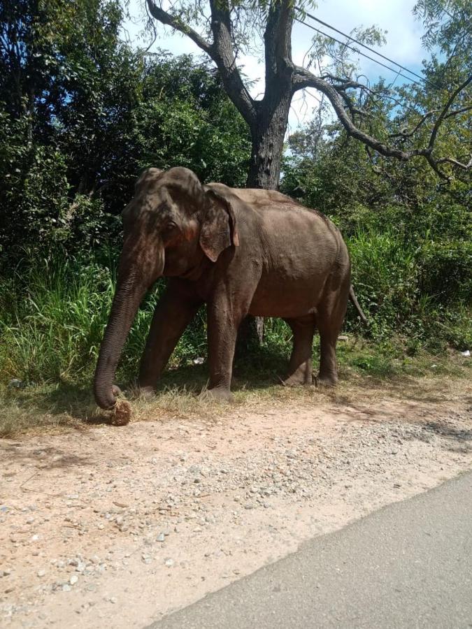Sigiriya Village Home Stay 外观 照片